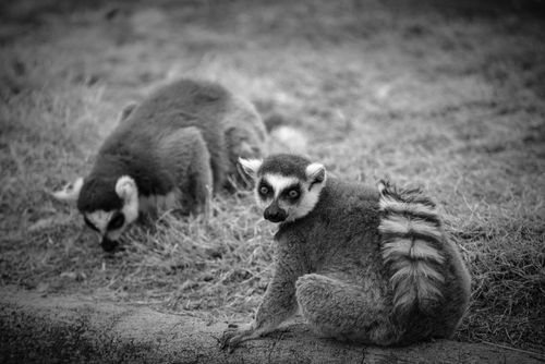 Free Black and white photo of lemurs in their natural habitat, showcasing their curious nature. Stock Photo