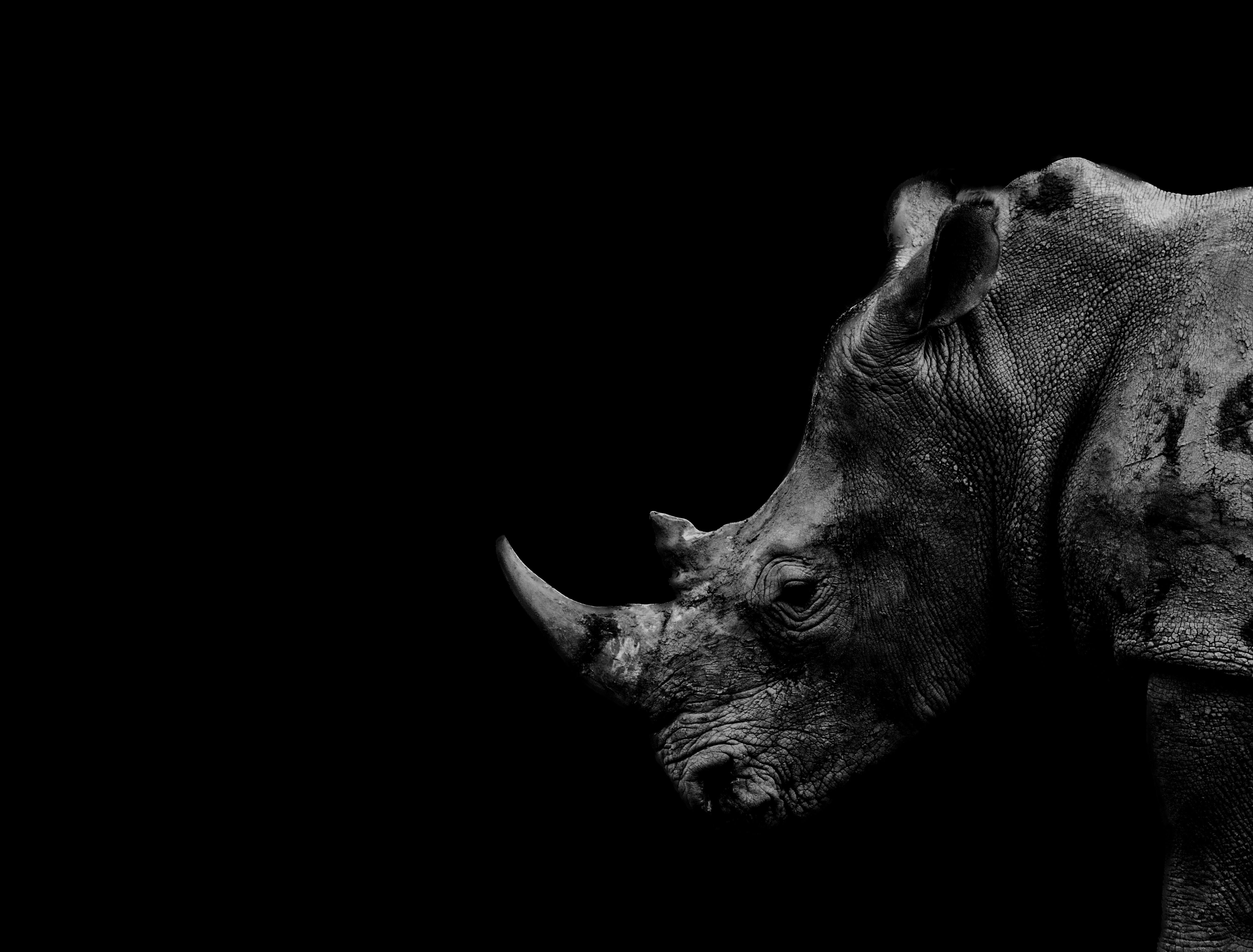 Wallpaper Rhino and tree 1920x1200 HD Picture Image