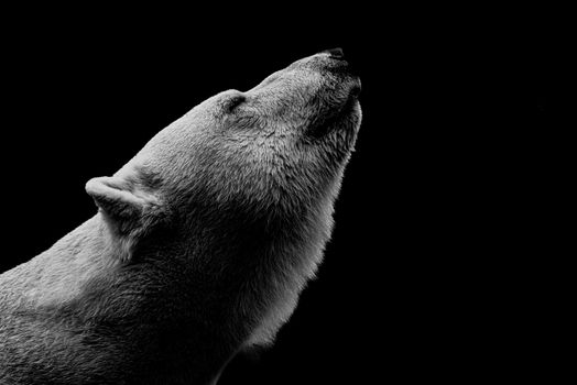 Stunning monochrome close-up of a polar bear with a plain black background.