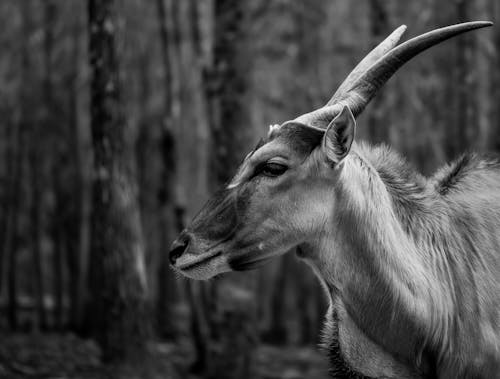 Základová fotografie zdarma na téma antilopa, černobílý, divočina