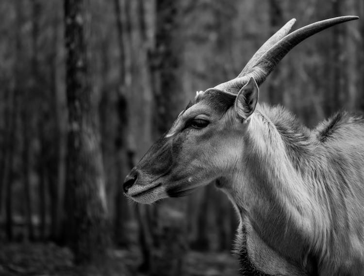 Grayscale Photo Of Deer With Horns