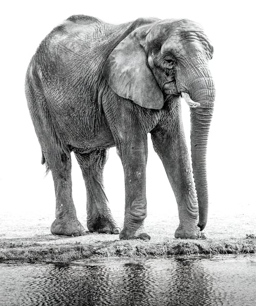 Free Grayscale Photography of Elephant on Grass Near Water Stock Photo