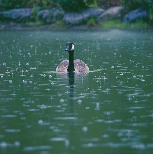 A Goose Floating on the Water while Raining