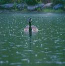 A Goose Floating on the Water while Raining