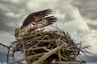 Free stock photo of animal, bald, bald eagle