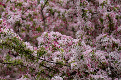 Ilmainen kuvapankkikuva tunnisteilla kauniit kukat, keväällä, kirsikankukat