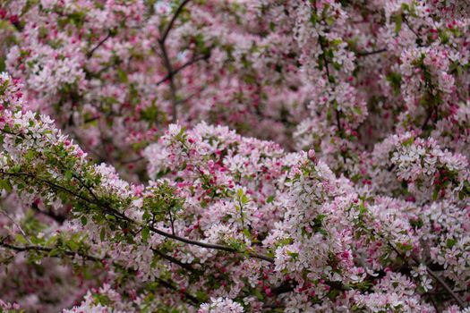 A vivid display of pink cherry blossoms on lush branches during springtime.