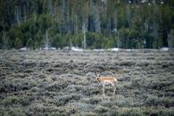 Brown Deer on Green Grass Field