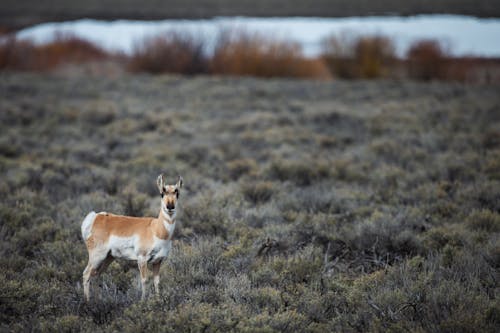 Free alanlar, antilop, ayakta içeren Ücretsiz stok fotoğraf Stock Photo