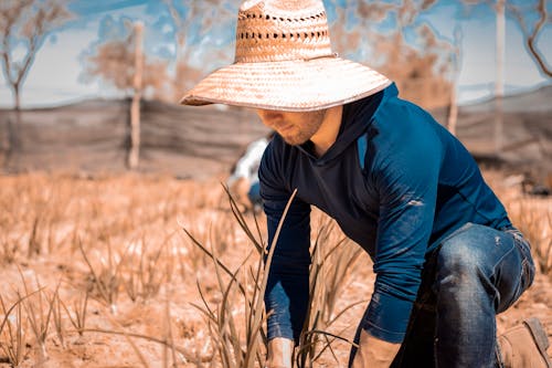 Man in Blue Hoodie and Straw hat Planting on Field