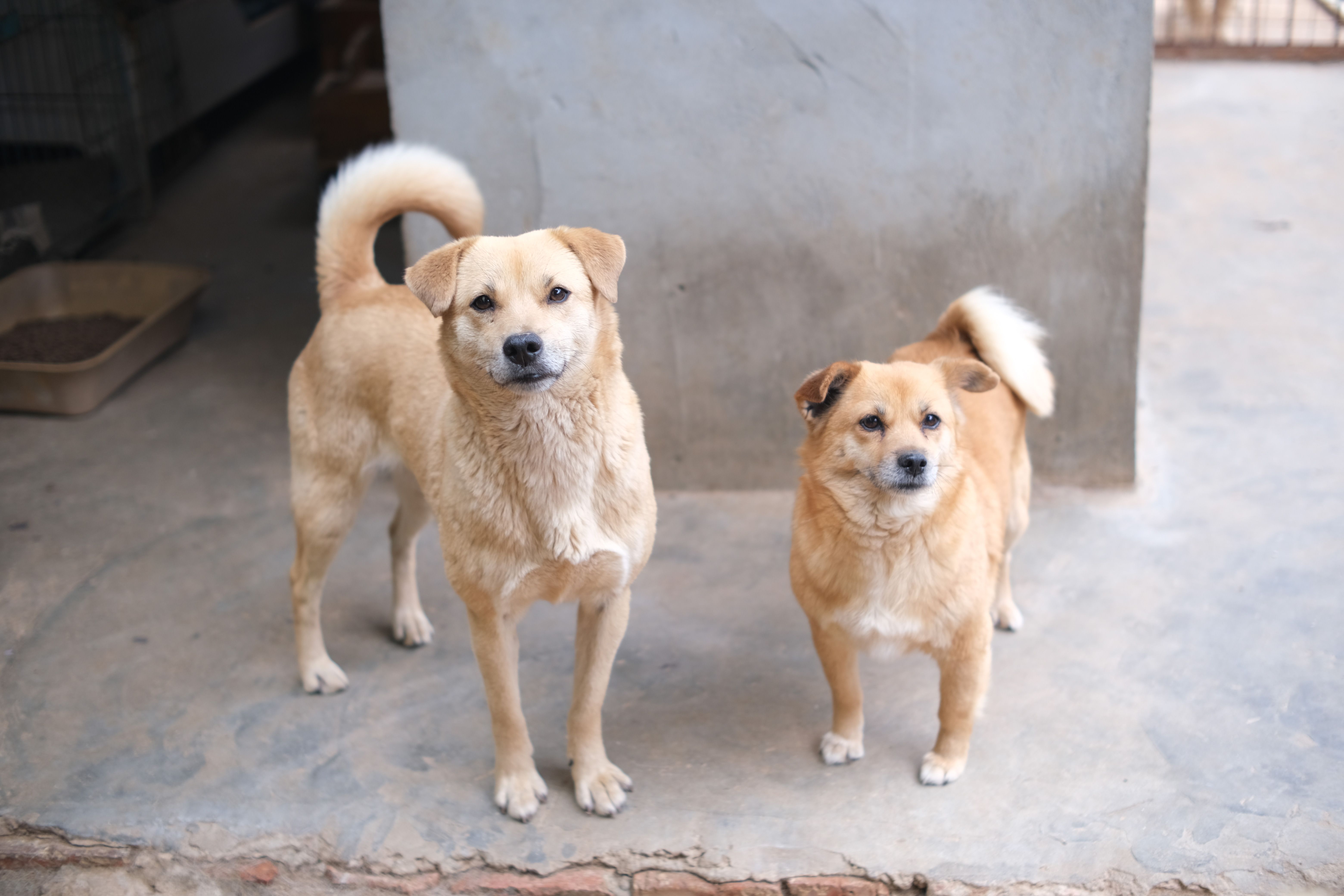 Cheap Dogs For Sale In Cairns: Responsible Buying Guide