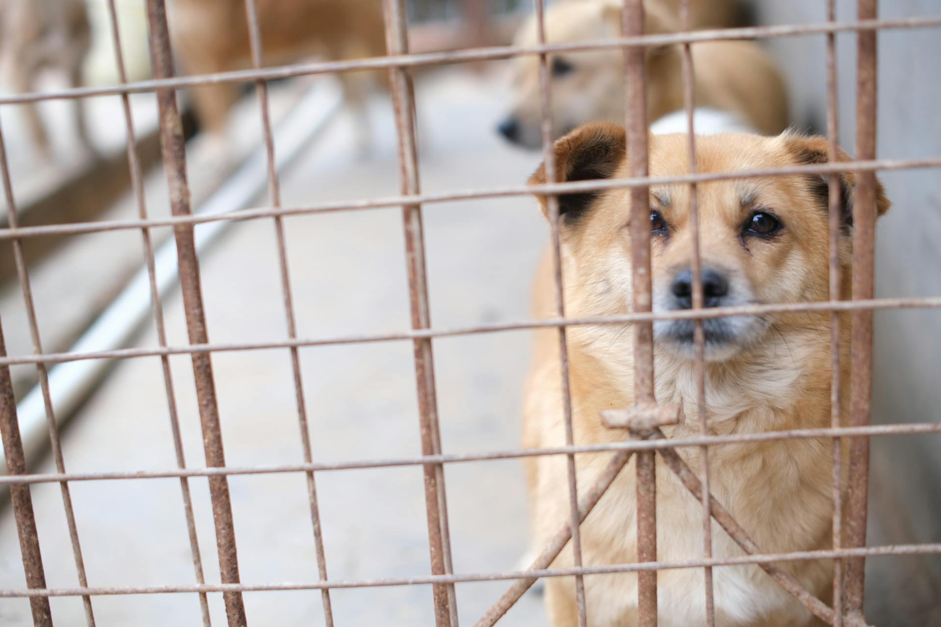 Dogs Inside the Metal Cage