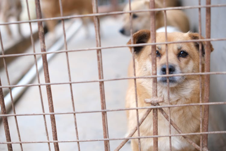 Dogs Inside The Metal Cage