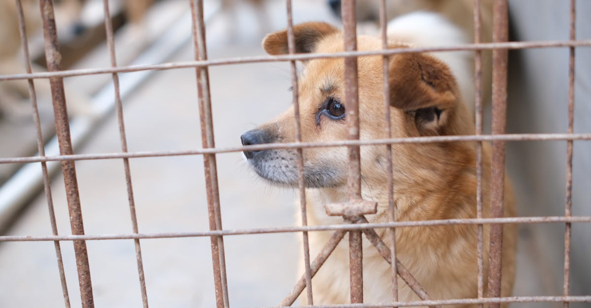 Cruelty To Animals, Mistreating A Dog, Indifference To An Injured Animal