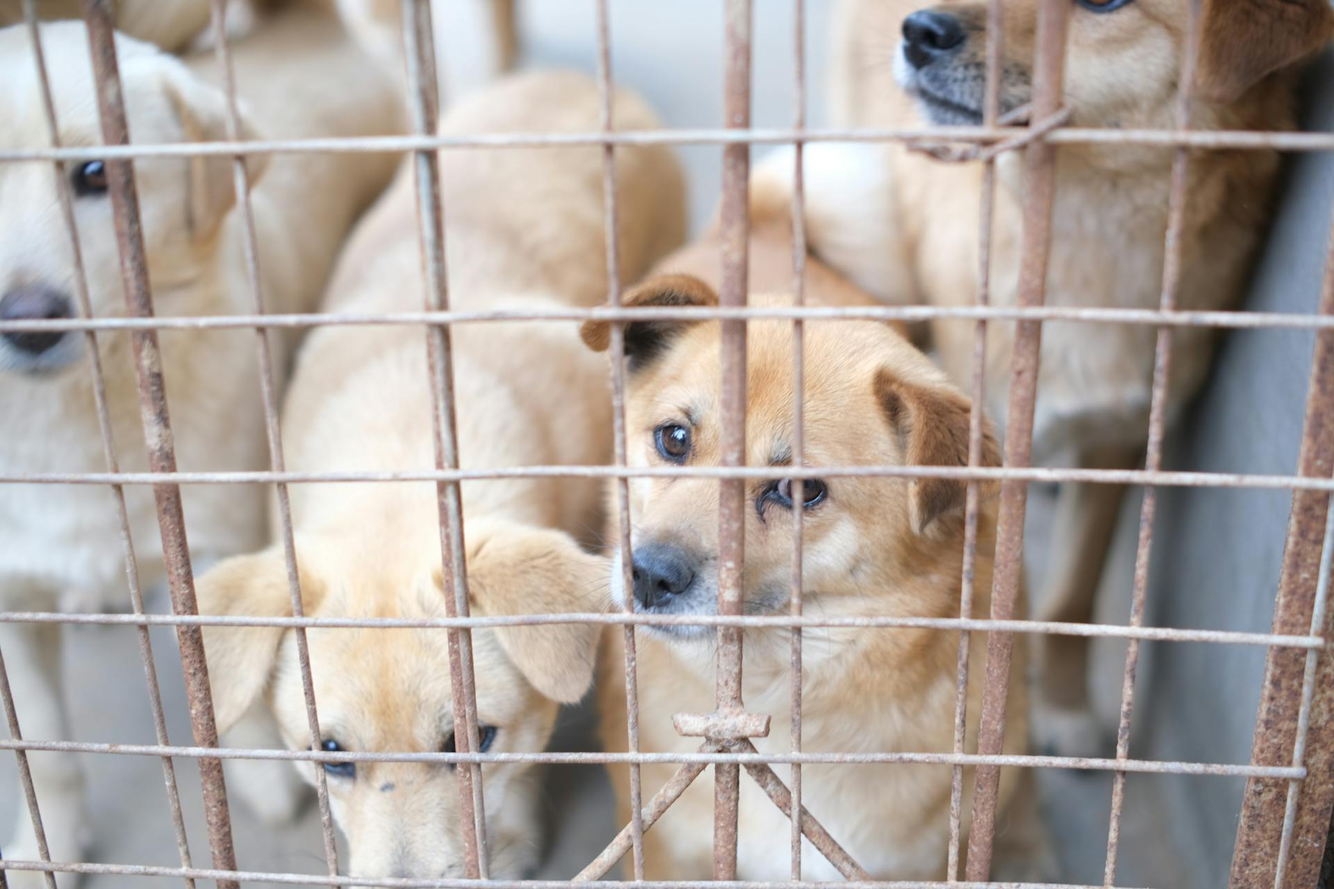 Des chiens bruns en cage