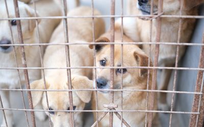 Bầy chó con bị bỏ rơi trong hộp ở Brantford đã được nhận nuôi