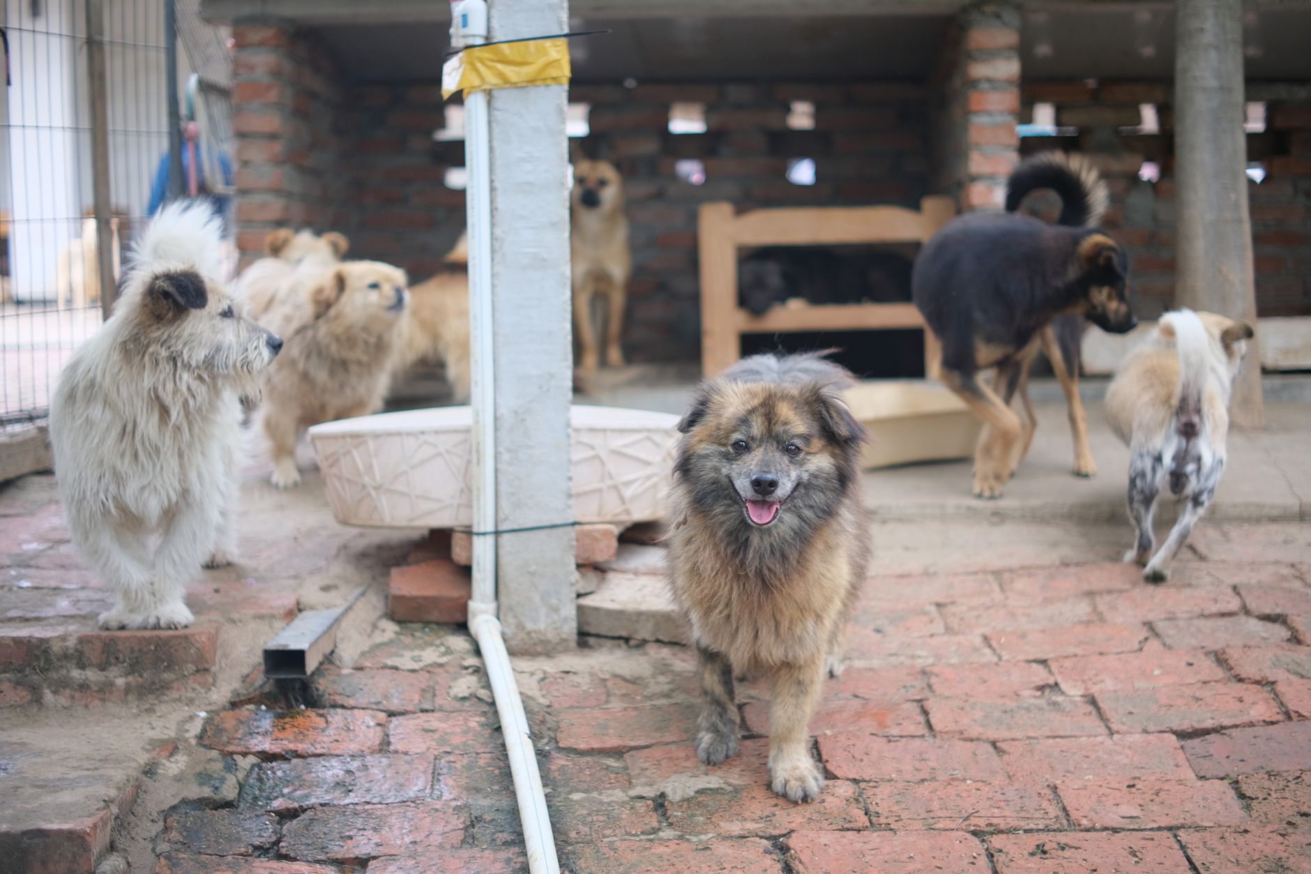is a is dog cafe business profitable? — hero image