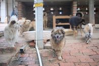 Dogs in Animal Shelter