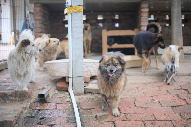 Dogs In Animal Shelter