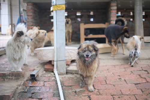 Free A group of dogs at an animal shelter on a brick pavement, ready for adoption. Stock Photo