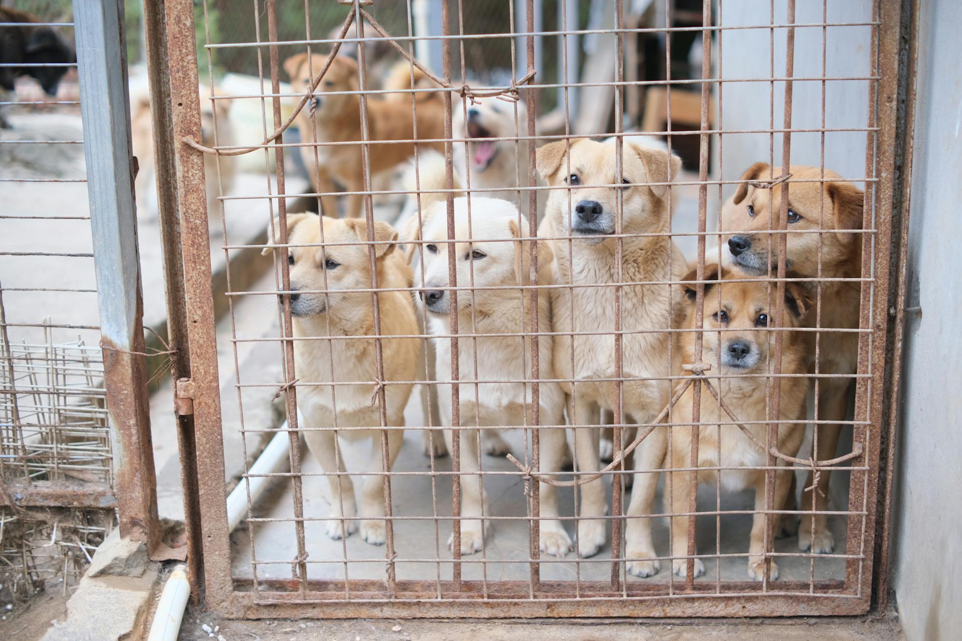 Honden in een dierenasiel