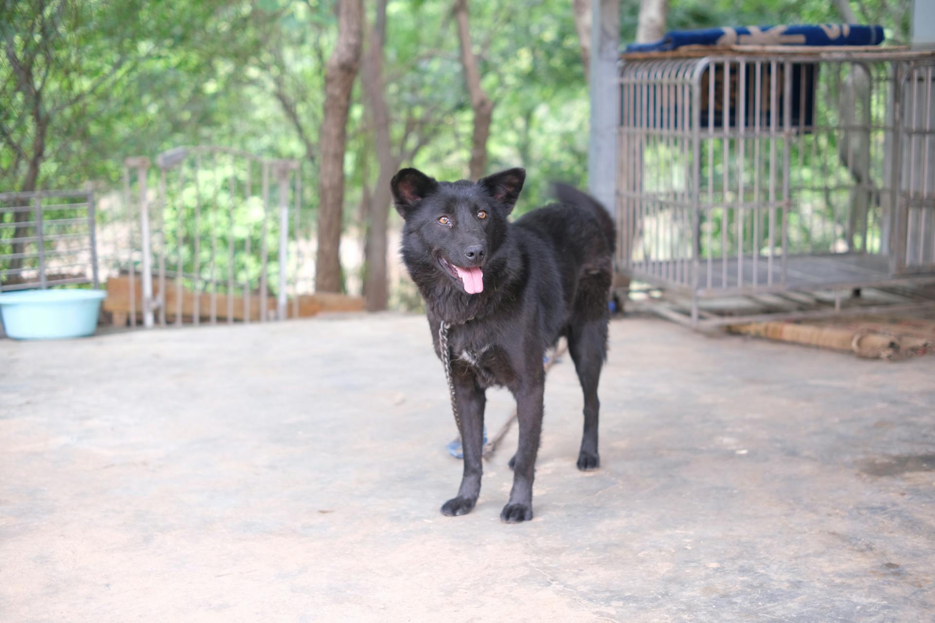 Black Dog With Metal Leash Standing on the Ground