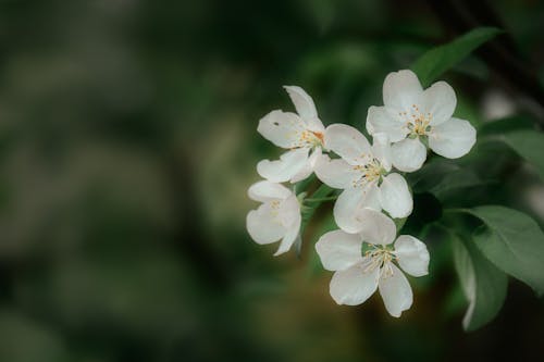 Free stock photo of apple, blooming, blur Stock Photo