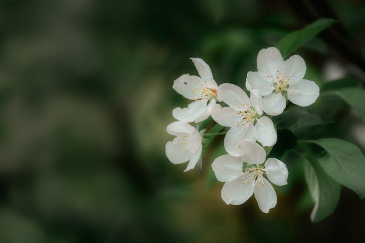 White Flowers Of Fruit Tree