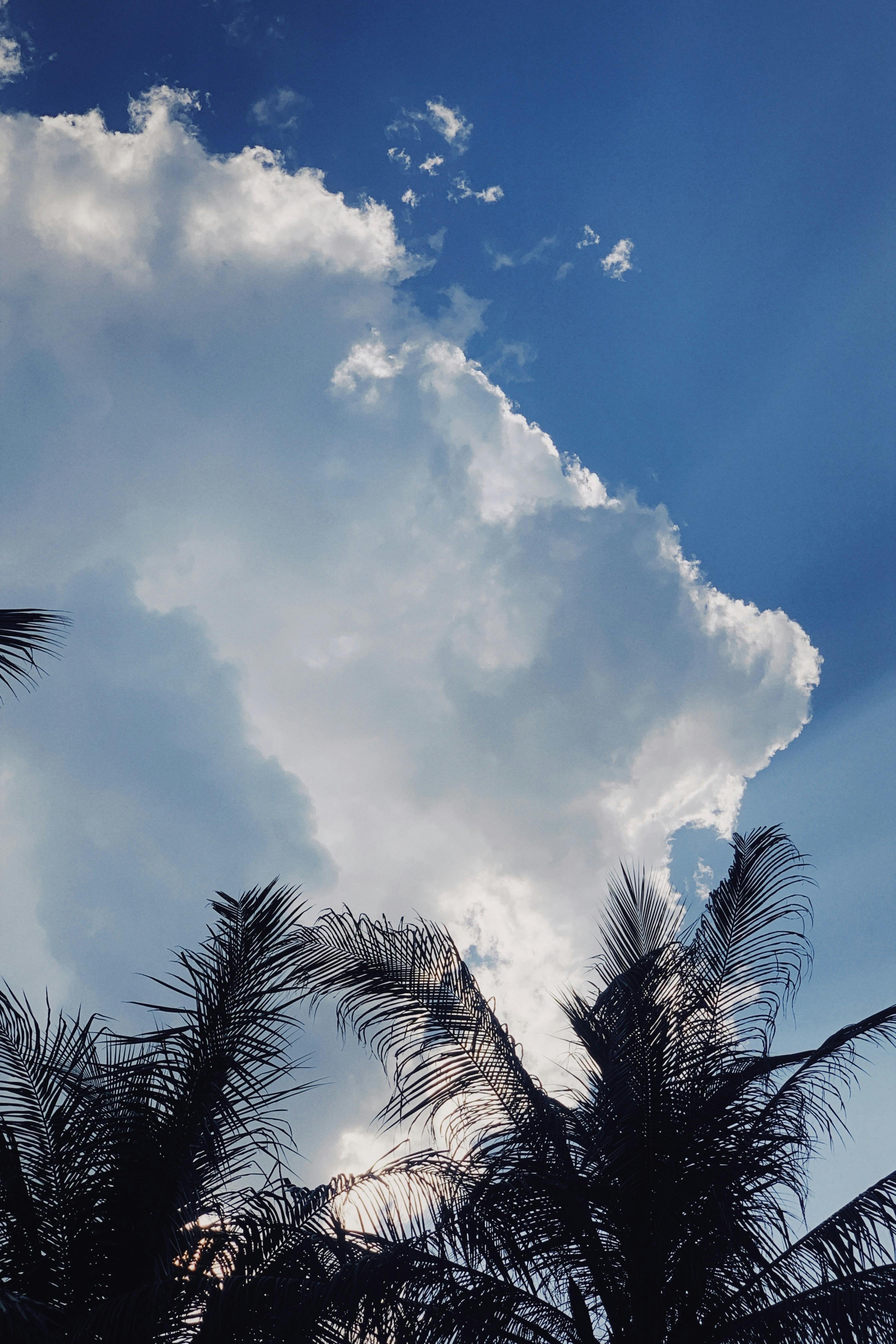 Bottom View of Palm Trees · Free Stock Photo