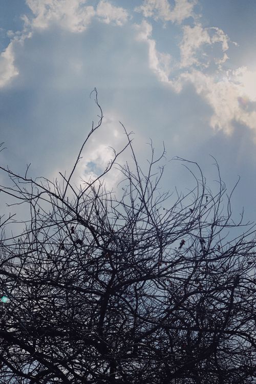 Free Bare branches silhouetted against a bright sky with clouds, capturing a serene winter scene. Stock Photo
