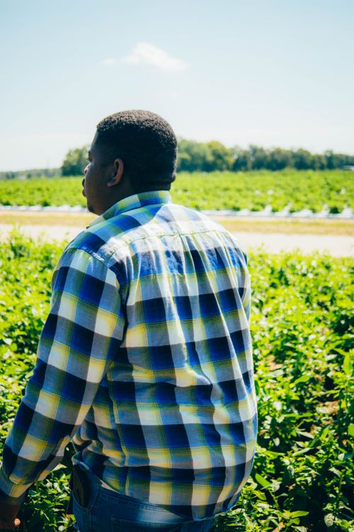 Free Back view of a man in a plaid shirt standing in a sunny green field. Stock Photo