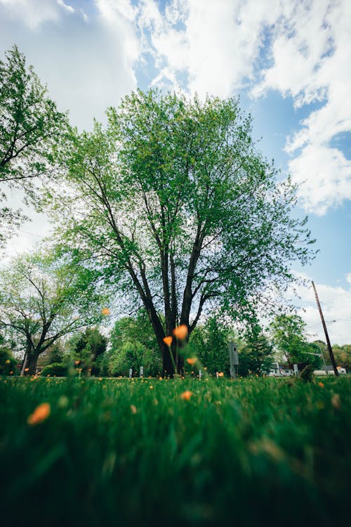 Green Tree on Green Grass Field