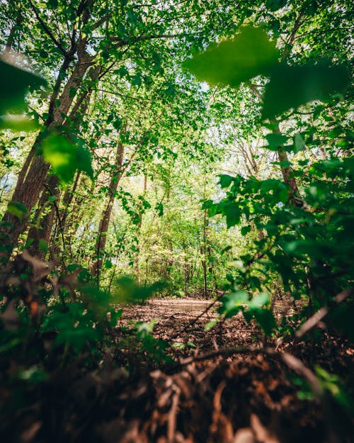 Low-Angle Shot of Green Trees in the Forest