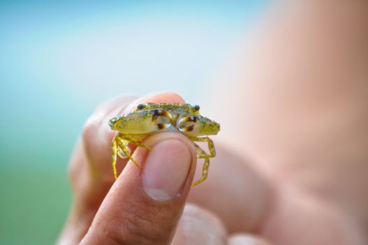 Tiny crab held gently between fingers against a blurred background.