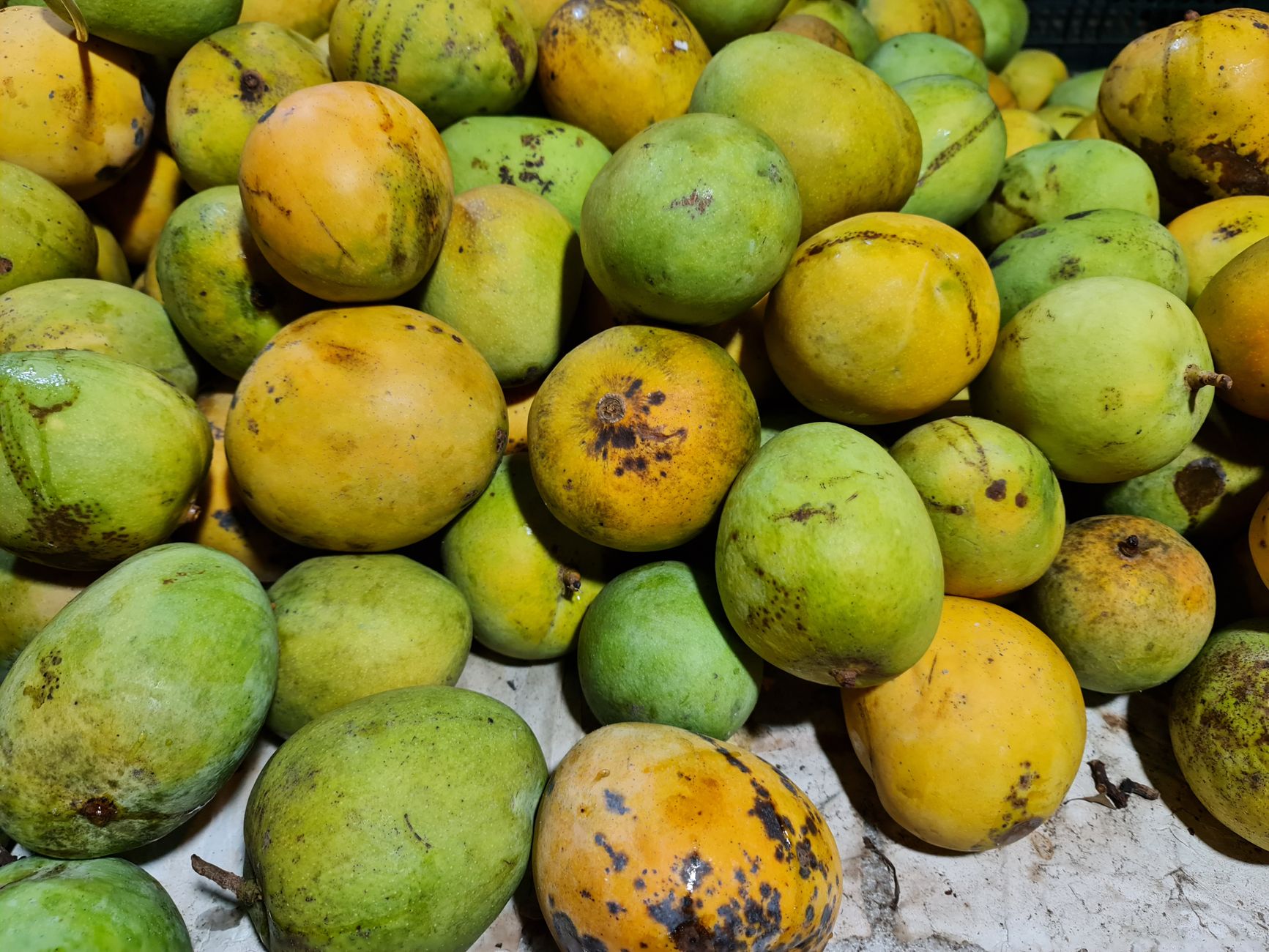 Selection of ripe mangoes ready for eating or cooking