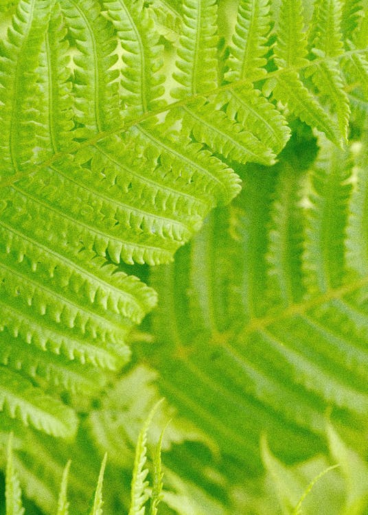 Macro Photography of Green Fern Leaves
