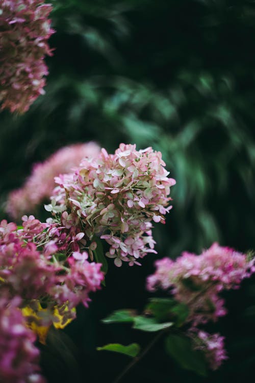 Shallow Focus of Blooming Pink Lilac Flowers 