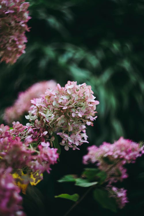 Gratis Foto stok gratis berbunga, bunga-bunga merah muda, flora Foto Stok