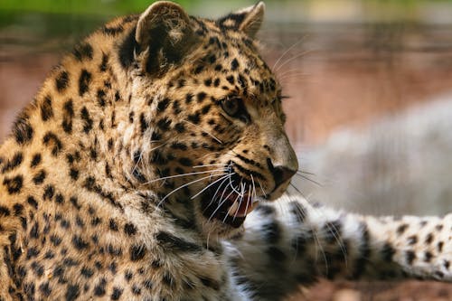 Close-Up Shot of a Leopard