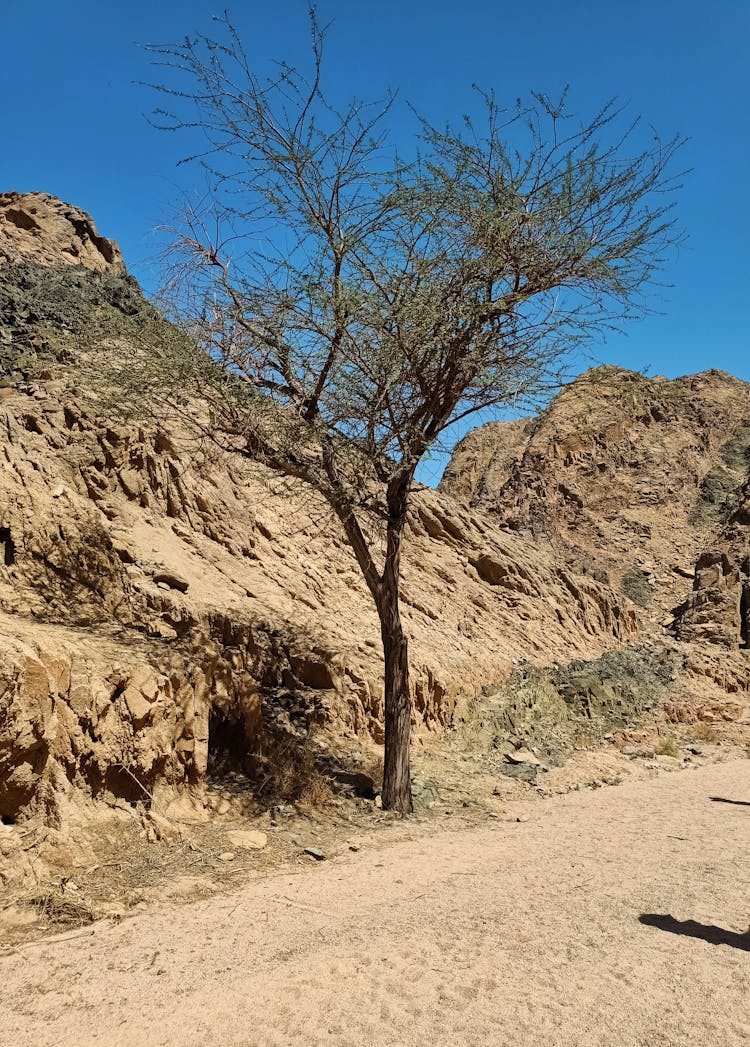 Brown Bare Tree On Brown Rock Formations 