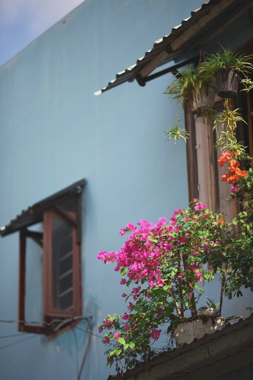 Fotobanka s bezplatnými fotkami na tému bougainvilleas, flóra, kvetinové kvety