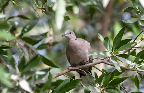 Kostnadsfri bild av djur, eurasian collared duva, fågel