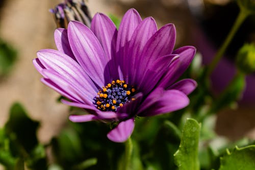 Free Ảnh lưu trữ miễn phí về cánh hoa, dof, hệ thực vật Stock Photo
