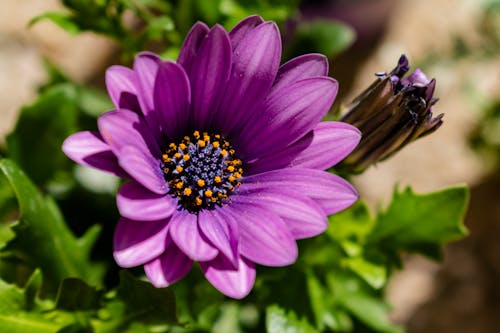 Foto stok gratis berbunga, bunga ungu, cape marguerite