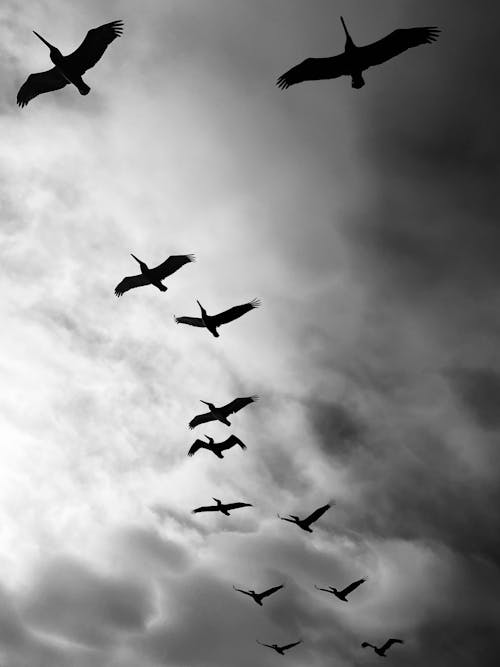 Free Grayscale Photo of Birds Flying in the Sky Stock Photo