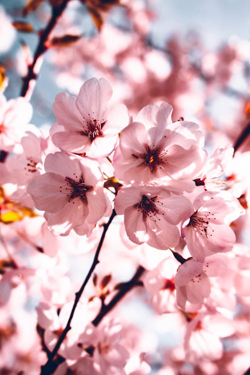 Fotos de stock gratuitas de belleza, cerezos en flor, de cerca
