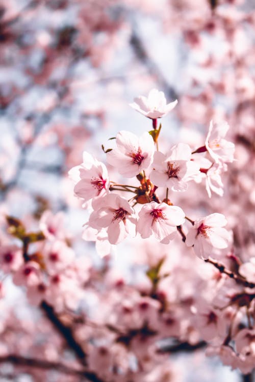 꽃 사진, 사쿠라, 수직 쐈어의 무료 스톡 사진