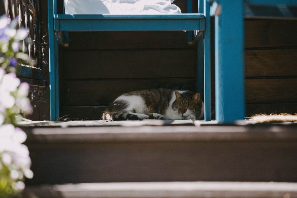 Cat resting quietly beneath a chair on an outdoor porch