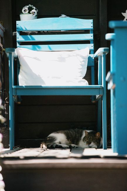 A serene scene of a cat napping under a blue chair on a sunny wooden porch.