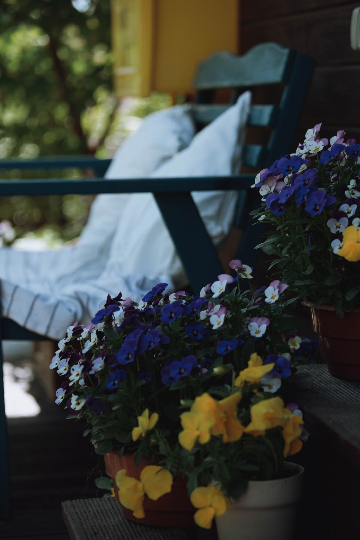 Beautiful potted pansies on a cozy porch with wooden seating and a blurred background. Stock Photo.